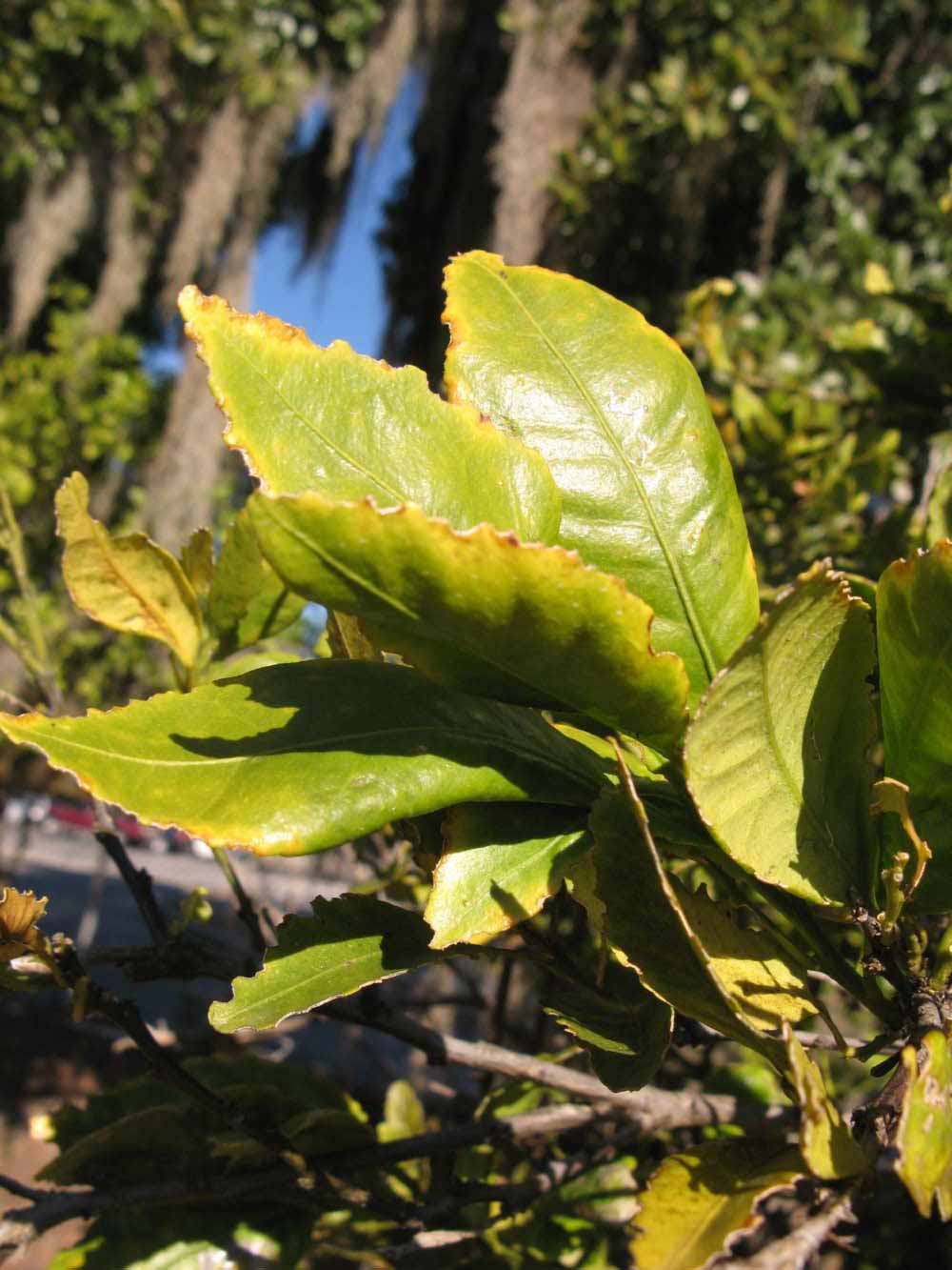            Sun leaves (Winter Haven, FL)   